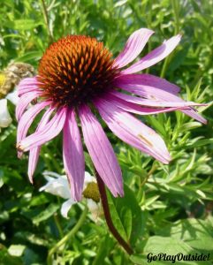 Cone Flower outside the Marshall Point Lighthouse Museum