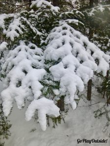 The Trees Were Lacy in the Morning