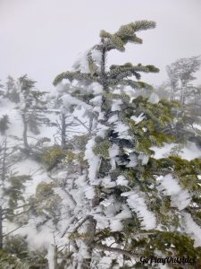 The Wind Formed Horizontal Icicles on a Tree near the Summit of Saddleback Mountain