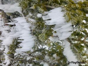 The Wind Formed Horizontal Icicles on a Tree near the Summit of Saddleback Mountain