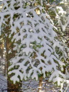 Snow Laced Trees Little Moose Mountain