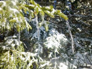 Icicle Covered Trees Little Moose Mountain