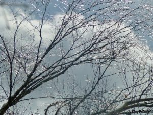 Ice Crusted Trees Little Moose Mountain