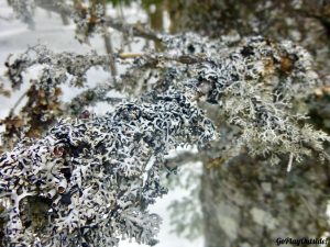 Lichen on a Tree Branch Big Moose Mountain