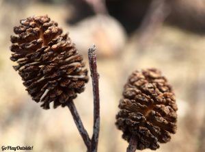 Alder Cones, Cadillac Mountain, Acadia National Park, Maine