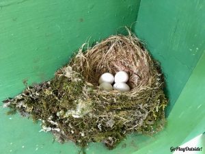 Bird's Nest in Privy in CT on AT