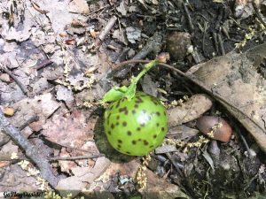 Nursery of an Oak Gall Wasp AKA Apple Oak Gall