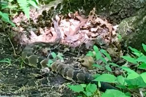 Rattlesnake Schaghticoke Mountain