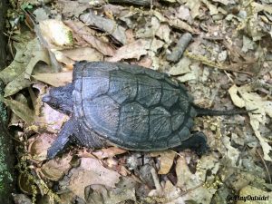 Turtle New York Appalachian Trail