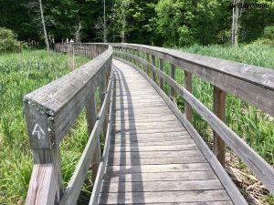 Boardwalk on the Appalachian Trail New York State