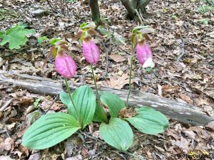 Lady Slippers One with a White Moth