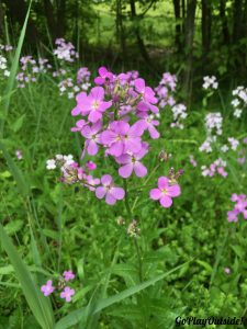 We Saw Lot of Pretty Wildflowers