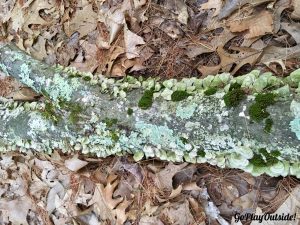 Fungus on Log