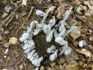 Indian Pipe Starting to Grow