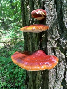 Tree Fungus