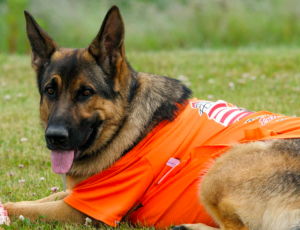 Campobello Island, New Brunswick, Canada a Dog Sporting a Volunteer Race Shirt Watched Runners Cross the Border