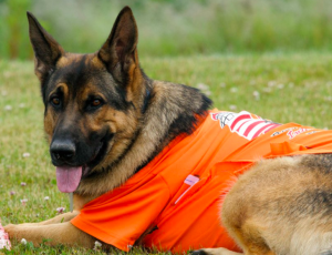 Campobello Island, New Brunswick, Canada a Dog Sporting a Volunteer Race Shirt Watched Runners Cross the Border 