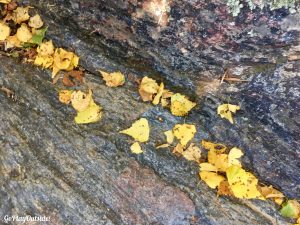 Colorful leaves