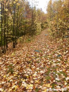 Great Pond Conservation Trust Wildlands Trail Race