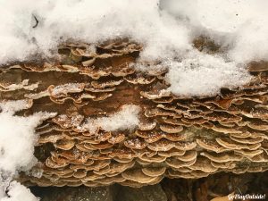 Snowshoeing Bigelows