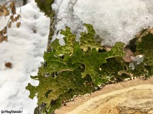 Snowshoeing Bigelows