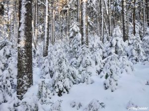 Bangor Outdoor Club Trip to Borestone Mountain