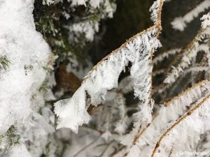 Little Moose Mountain Snowshoeing Greenville Area Moosehead Lake Region