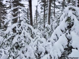 Bangor Outdoor Club Number Four Mountain Frenchtown Maine Snowshoeing