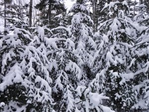 Bangor Outdoor Club Number Four Mountain Frenchtown Maine Snowshoeing