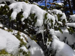 Big Moose Mountain Winter Hike Ski Snowshoe Greenville Moosehead Lake Region