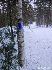 Burnt Mountain Burnt Hill Sugarloaf Carrabassett Valley Maine Snowshoe Hiking Winter