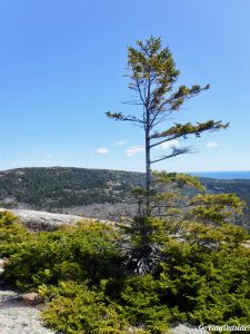 Acadia National Park Maine Pemetic Mountain Mount Dessert Island