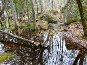 Eddington Maine Blackcap Mountain Hiking