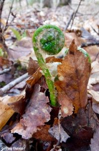 Eddington Maine Blackcap Mountain Hiking