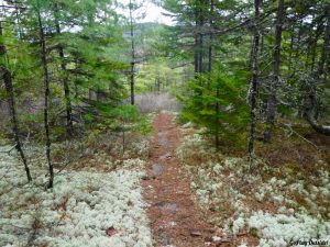 Eddington Maine Blackcap Mountain Hiking