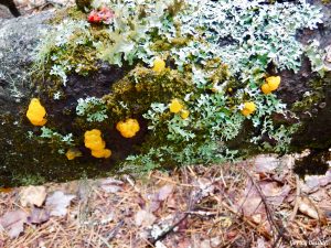 Eddington Maine Blackcap Mountain Hiking