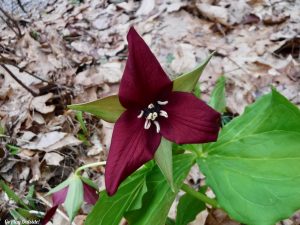 Eddington Maine Blackcap Mountain Hiking