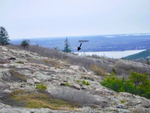 Acadia National Park Cadillac Mountain South Ridge Trail Mount Desert Island