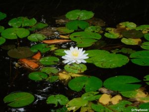 Moosehorn Stream Hothole Stream Hothole Pond Canoeing Paddling Great Pond Conservation Trust Wildlands Orland Maine