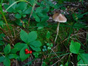 Moosehorn Stream Hothole Stream Hothole Pond Canoeing Paddling Great Pond Conservation Trust Wildlands Orland Maine