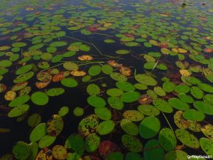 Moosehorn Stream Hothole Stream Hothole Pond Canoeing Paddling Great Pond Conservation Trust Wildlands Orland Maine