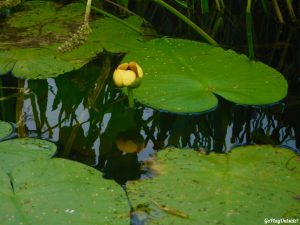 Moosehorn Stream Hothole Stream Hothole Pond Canoeing Paddling Great Pond Conservation Trust Wildlands Orland Maine