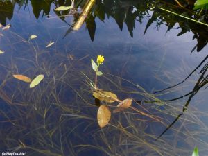 Moosehorn Stream Hothole Stream Hothole Pond Canoeing Paddling Great Pond Conservation Trust Wildlands Orland Maine