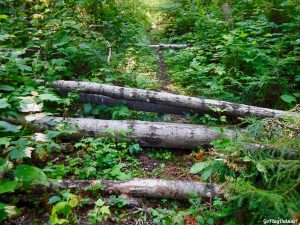 Maine Hiking Canoeing Canoe Camping Lobster Lake Lobster Stream Lobster Mountain