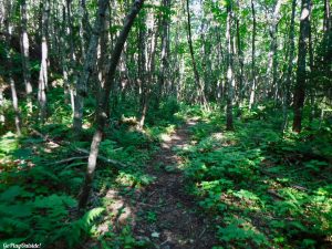 Maine Hiking Canoeing Canoe Camping Lobster Lake Lobster Stream Lobster Mountain