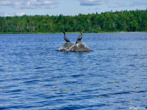 Maine Hiking Canoeing Canoe Camping Lobster Lake Lobster Stream Lobster Mountain