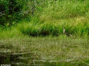 Maine Hiking Canoeing Canoe Camping Lobster Lake Lobster Stream Lobster Mountain