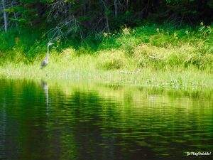 Maine Hiking Canoeing Canoe Camping Lobster Lake Lobster Stream Lobster Mountain