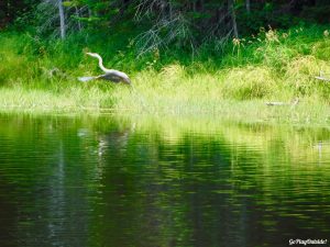 Maine Hiking Canoeing Canoe Camping Lobster Lake Lobster Stream Lobster Mountain