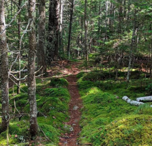 Downeast Conservation Trail Race Series Downeast Lakes 5-Miler Baxter Outdoors Grand Lake Stream Maine